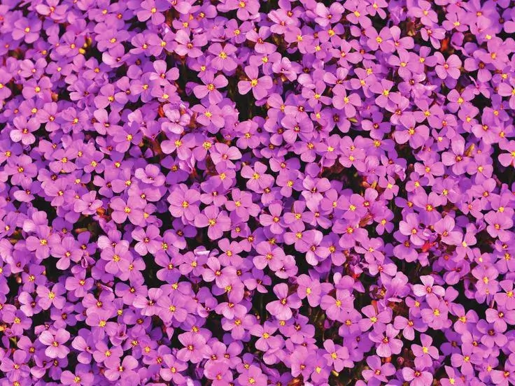A close-up of a unique, textured purple flower