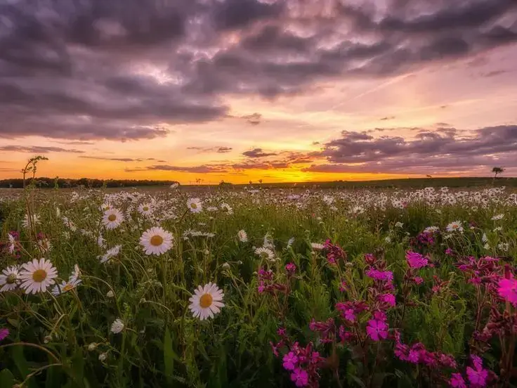 A field of wildflowers at dawn