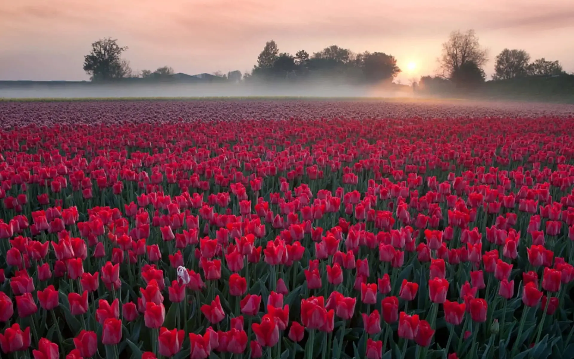 Vibrant seasonal flowers blooming in a field