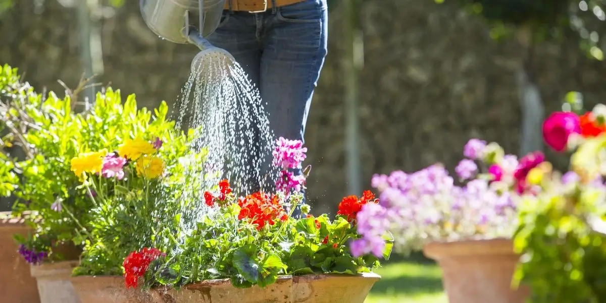 Flowers after a week without proper care