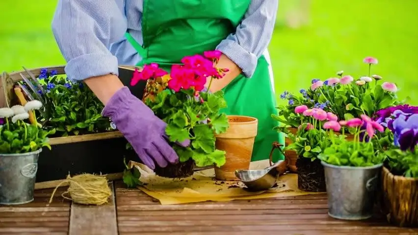 Flowers after a week with proper care