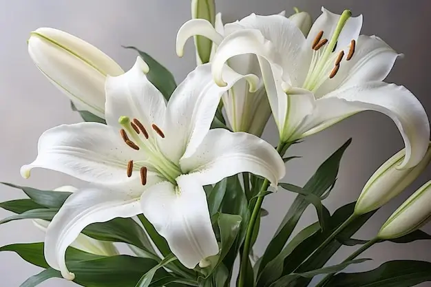 White Lily