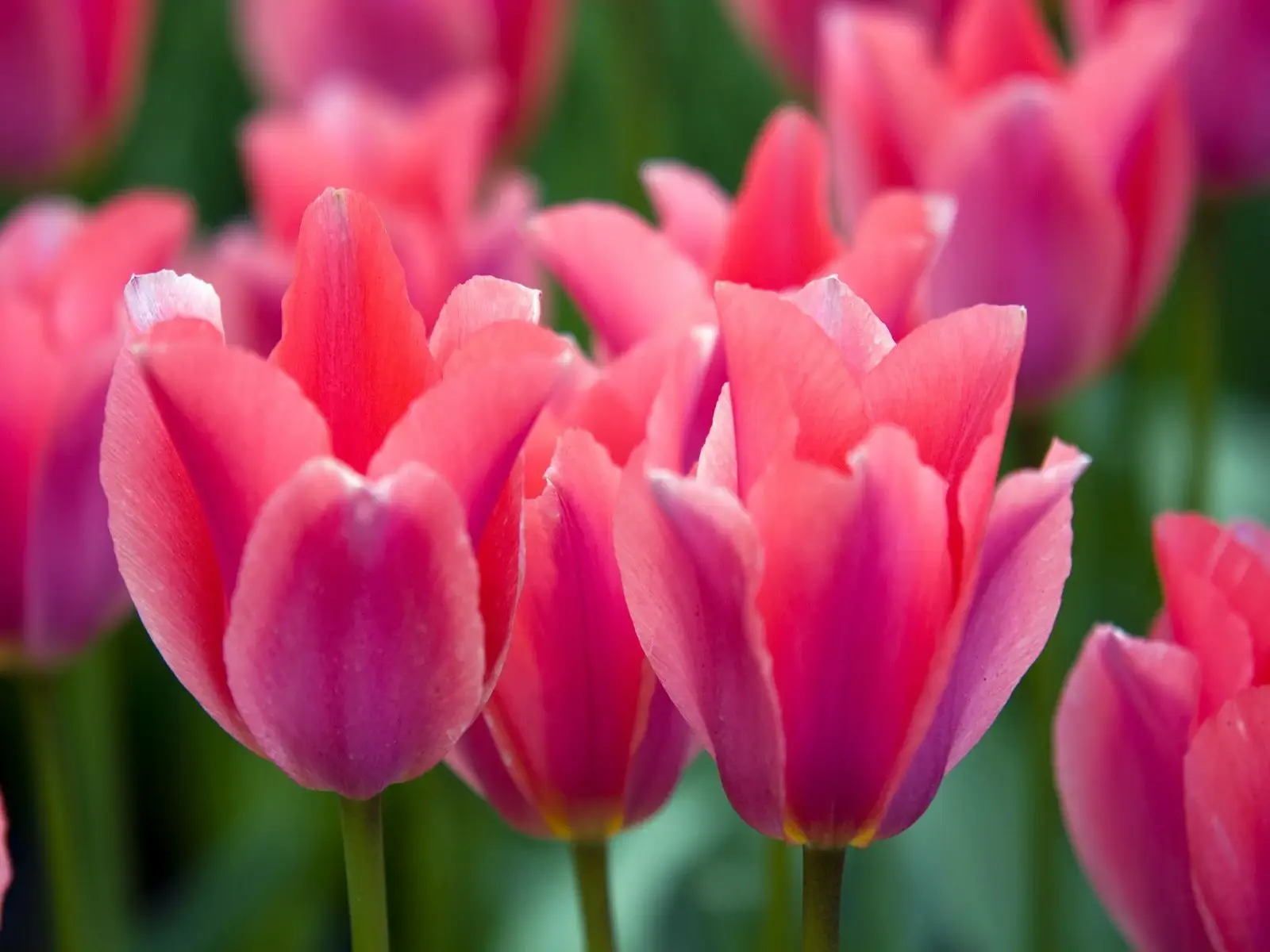 Pink Tulip