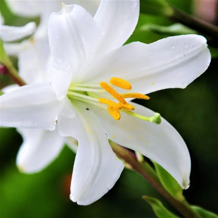 Close-up of a white lily