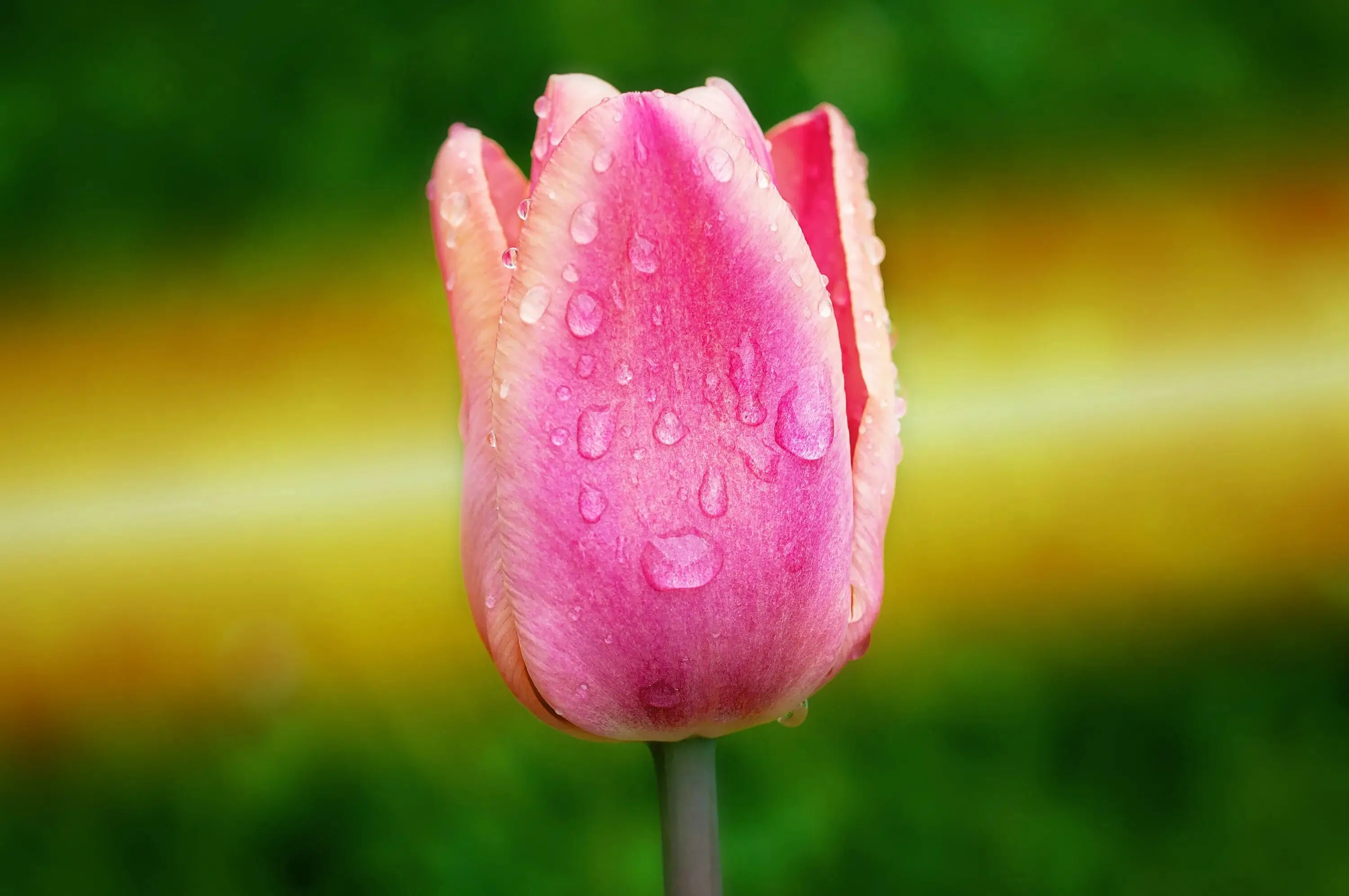 Close-up of pink tulips