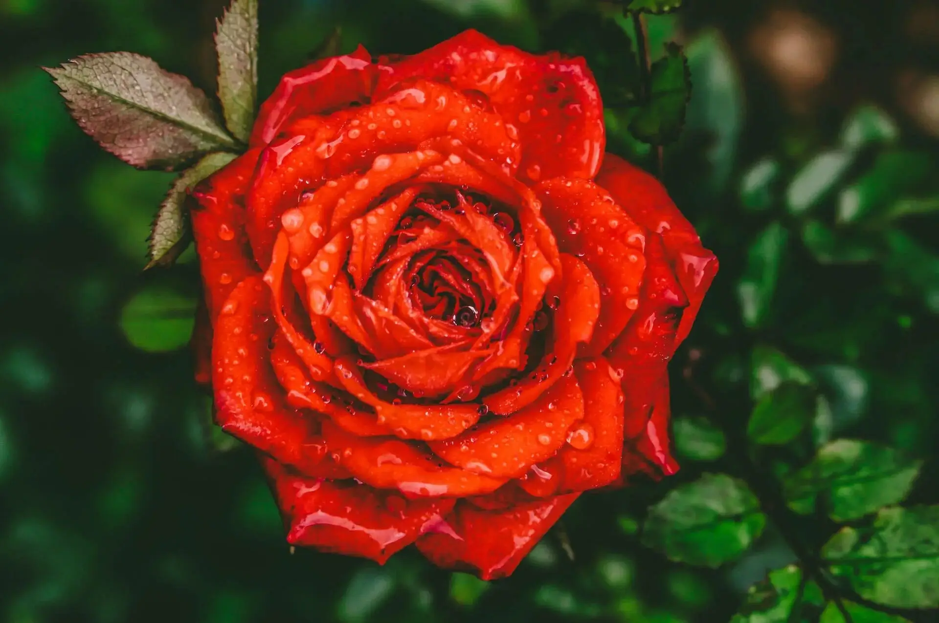 Close-up of a red rose