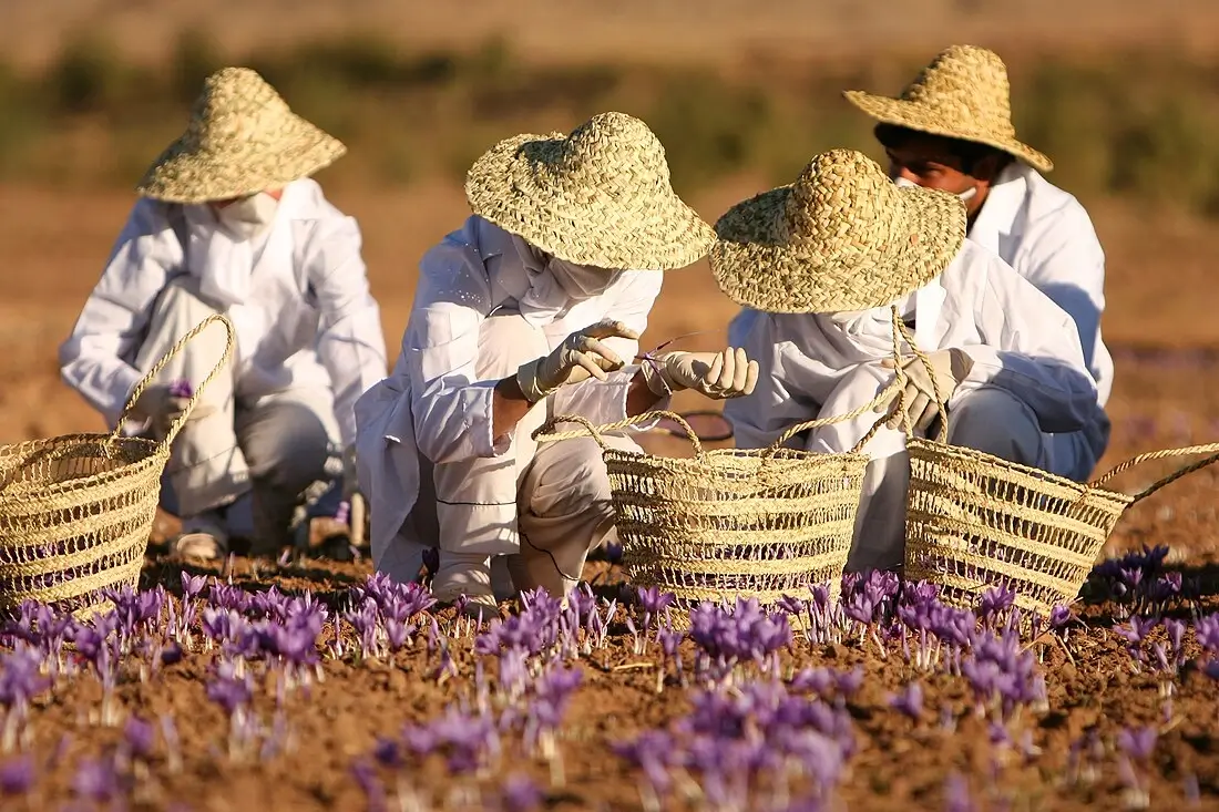 A close-up of fresh flowers being harvested from a field